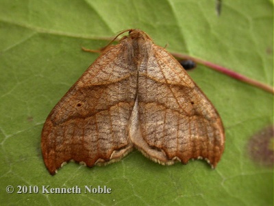 scalloped hook-tip (Falcaria lacertinaria) Kenneth Noble